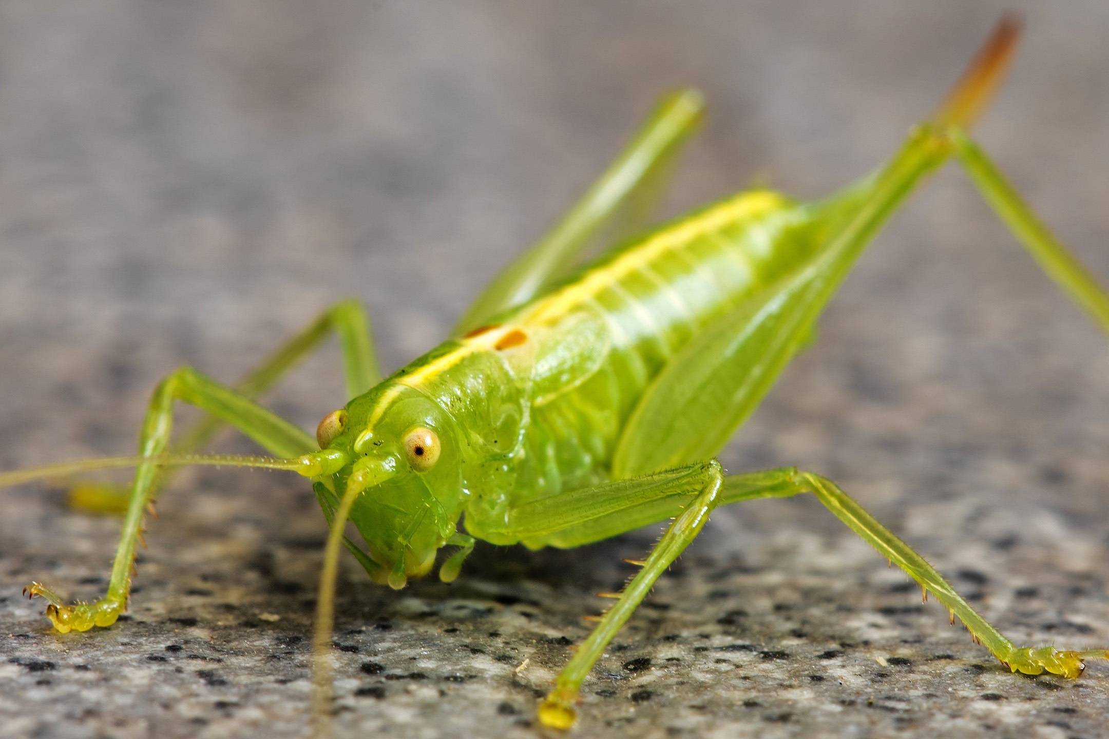 Grünes Heupferd (Makro)